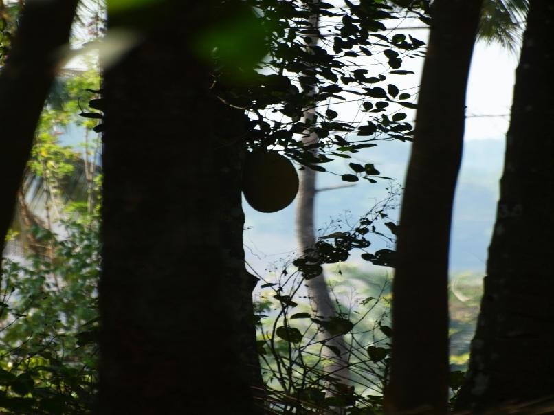 Chedi Spring Valley Ξενοδοχείο Athirappilly Εξωτερικό φωτογραφία